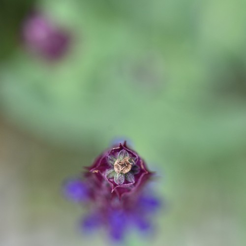 Nikon micro nikkor 55mm - nikon,